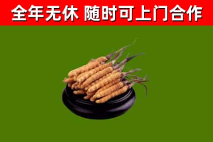 拜泉县烟酒回收冬虫夏草.jpg