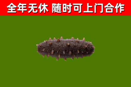拜泉县烟酒回收干海参.jpg